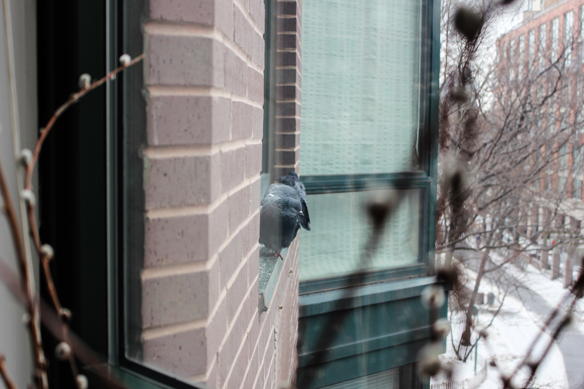 pigeon_window_01