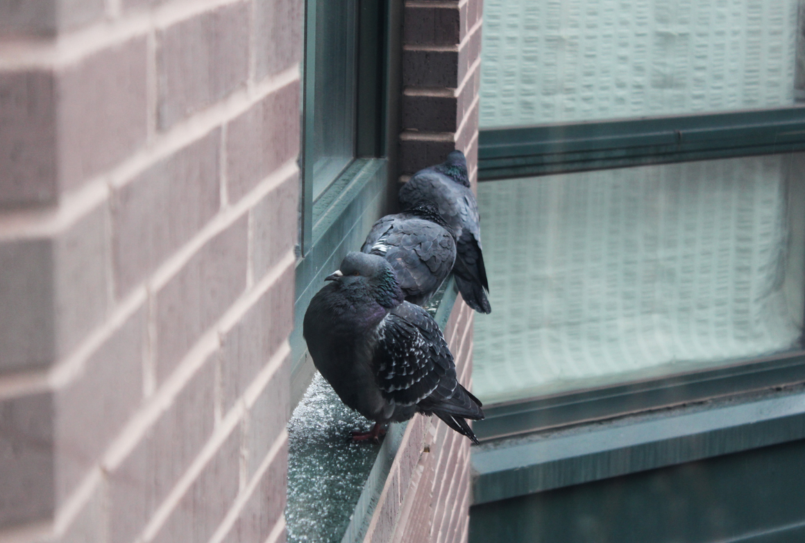 pigeon_window_02
