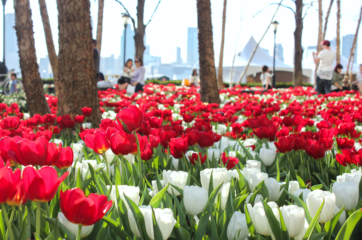 blooming-batterypark2