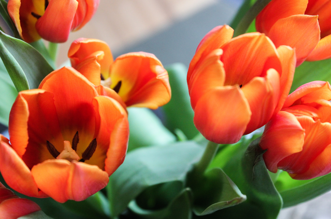 tulips-closeup