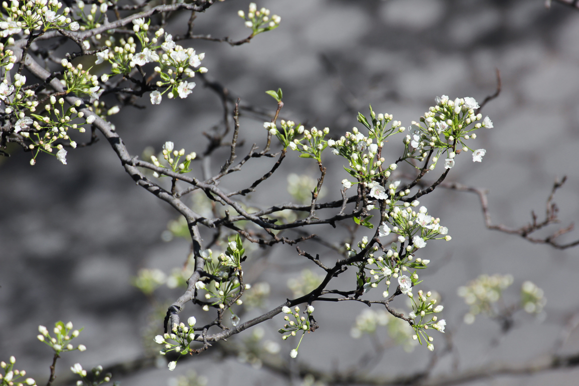 white-spring-1