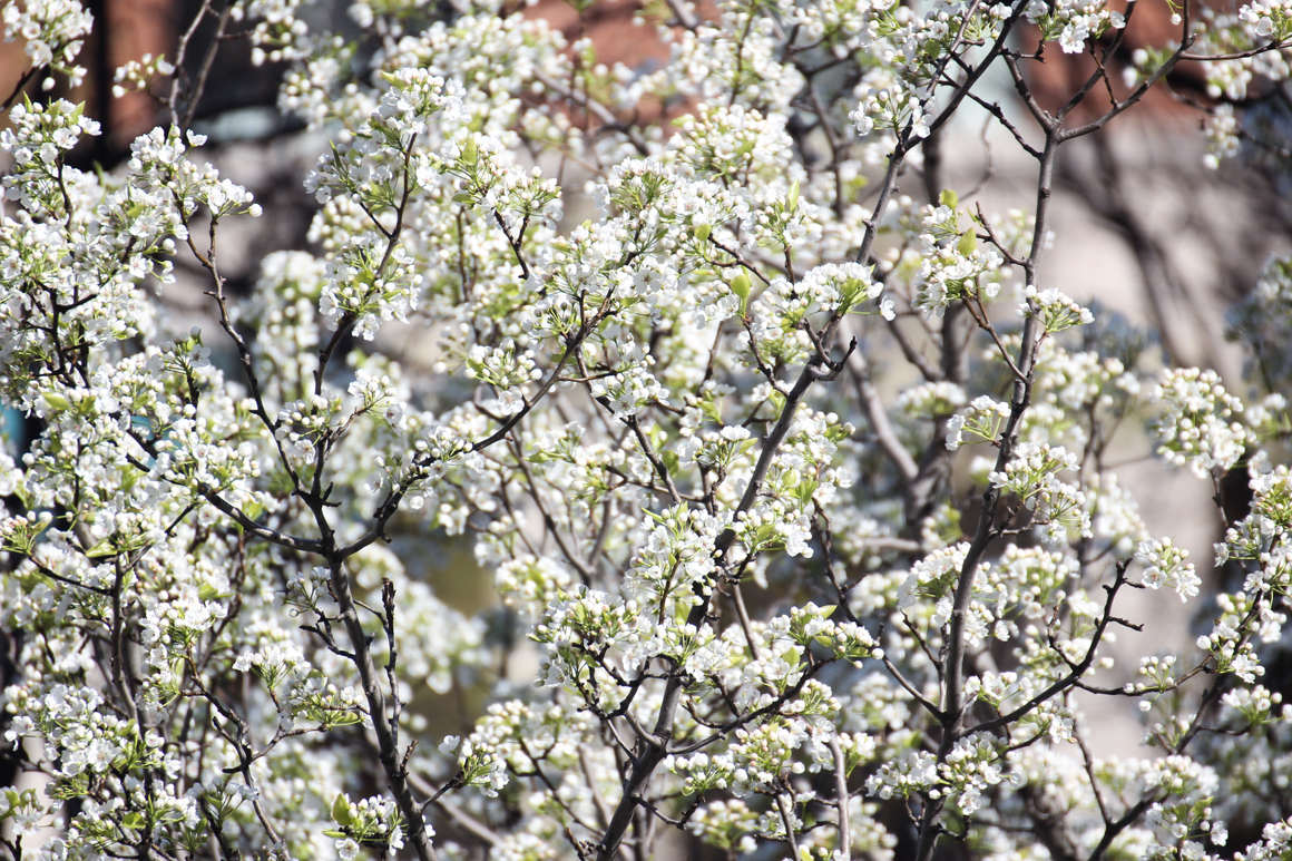 white-spring-2