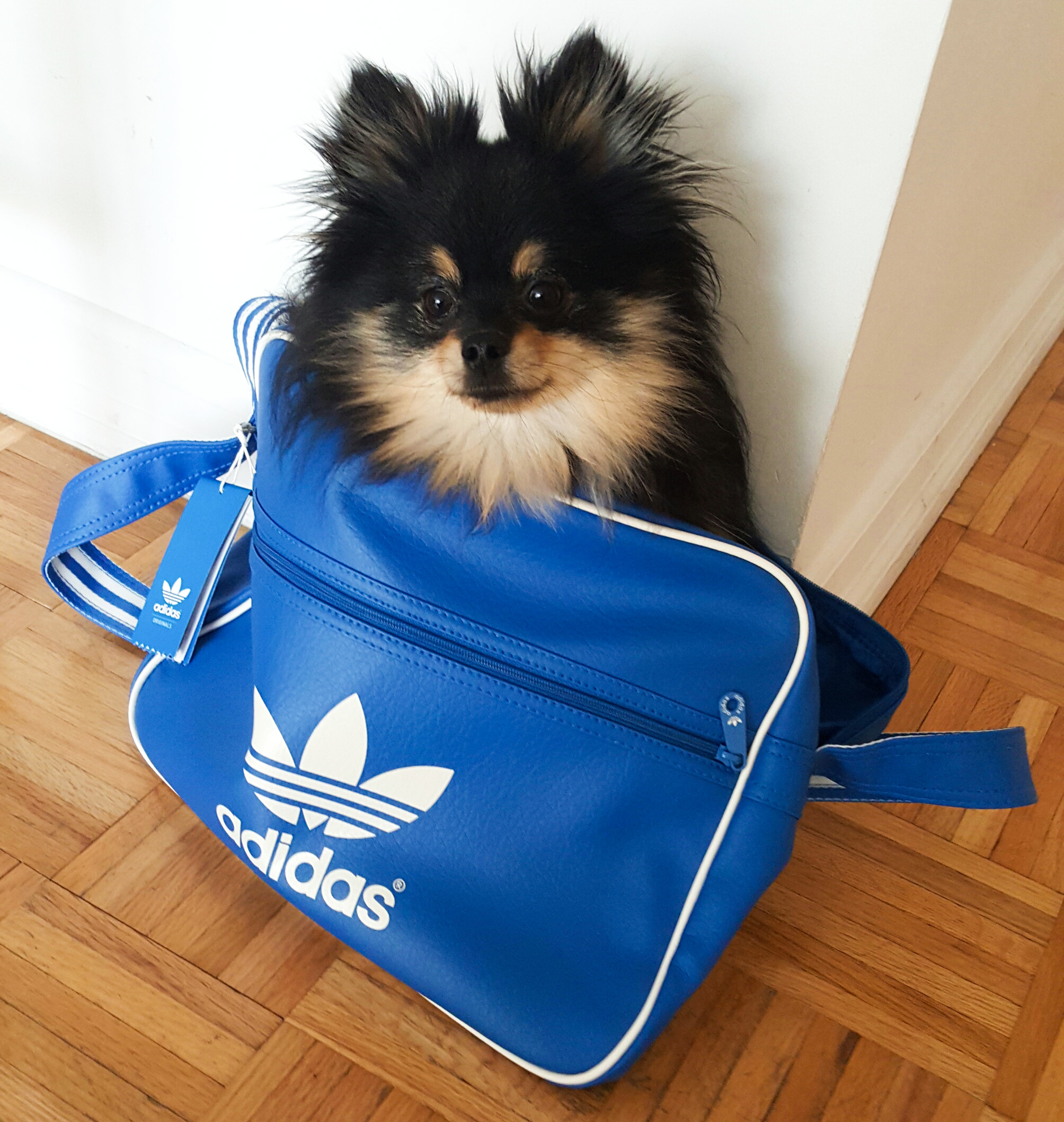 Thor-adidas-bag