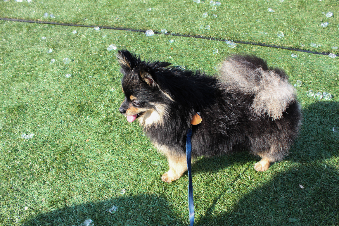 barkfest2015-02