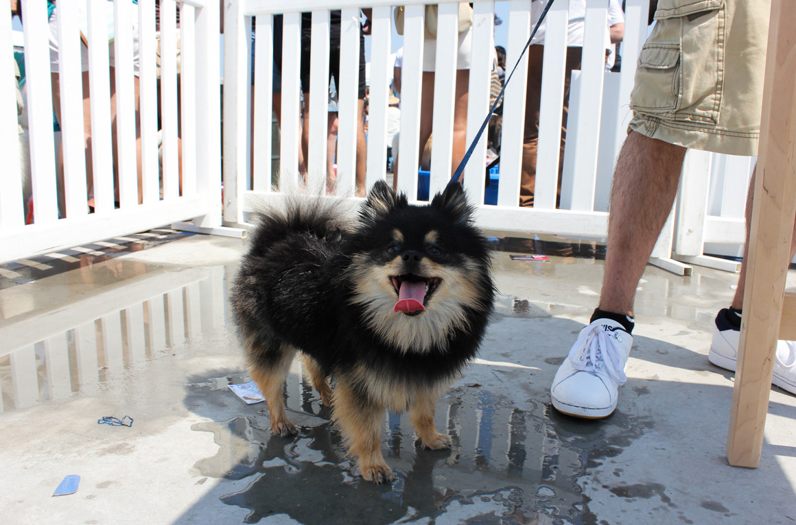 barkfest2015-09