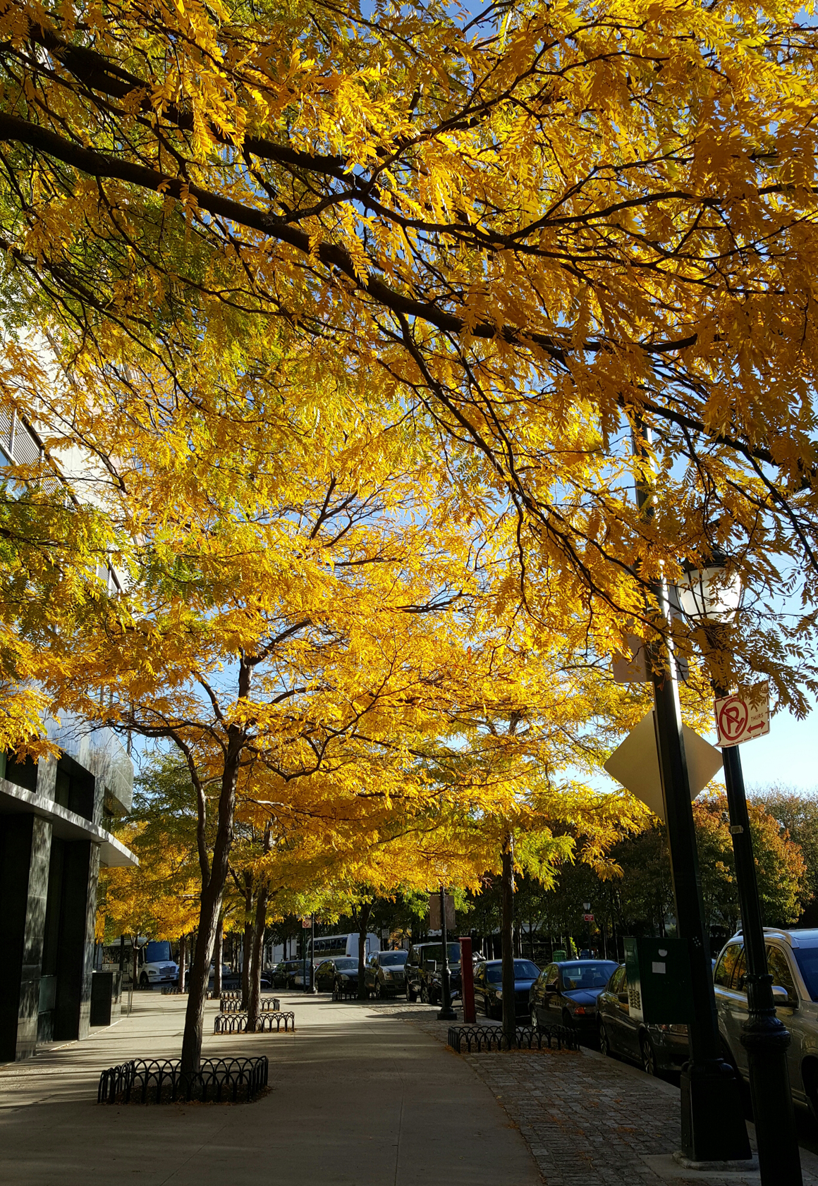 batterypark-fall-nyc_2015