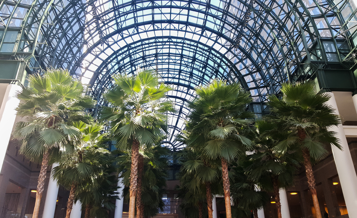 palmtrees-brookfield