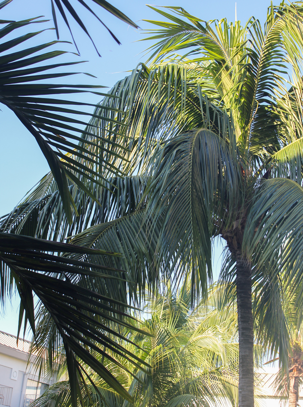 palmtrees-cayman