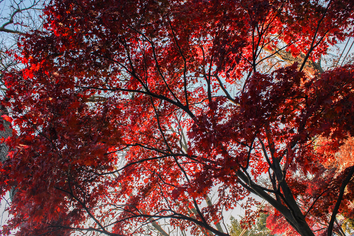 red-tree-nov2015