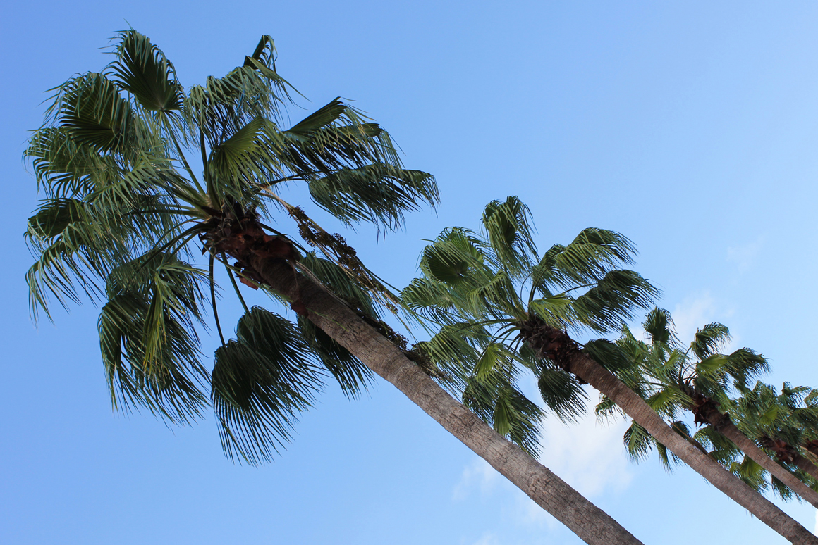 grand-cayman_palmtrees