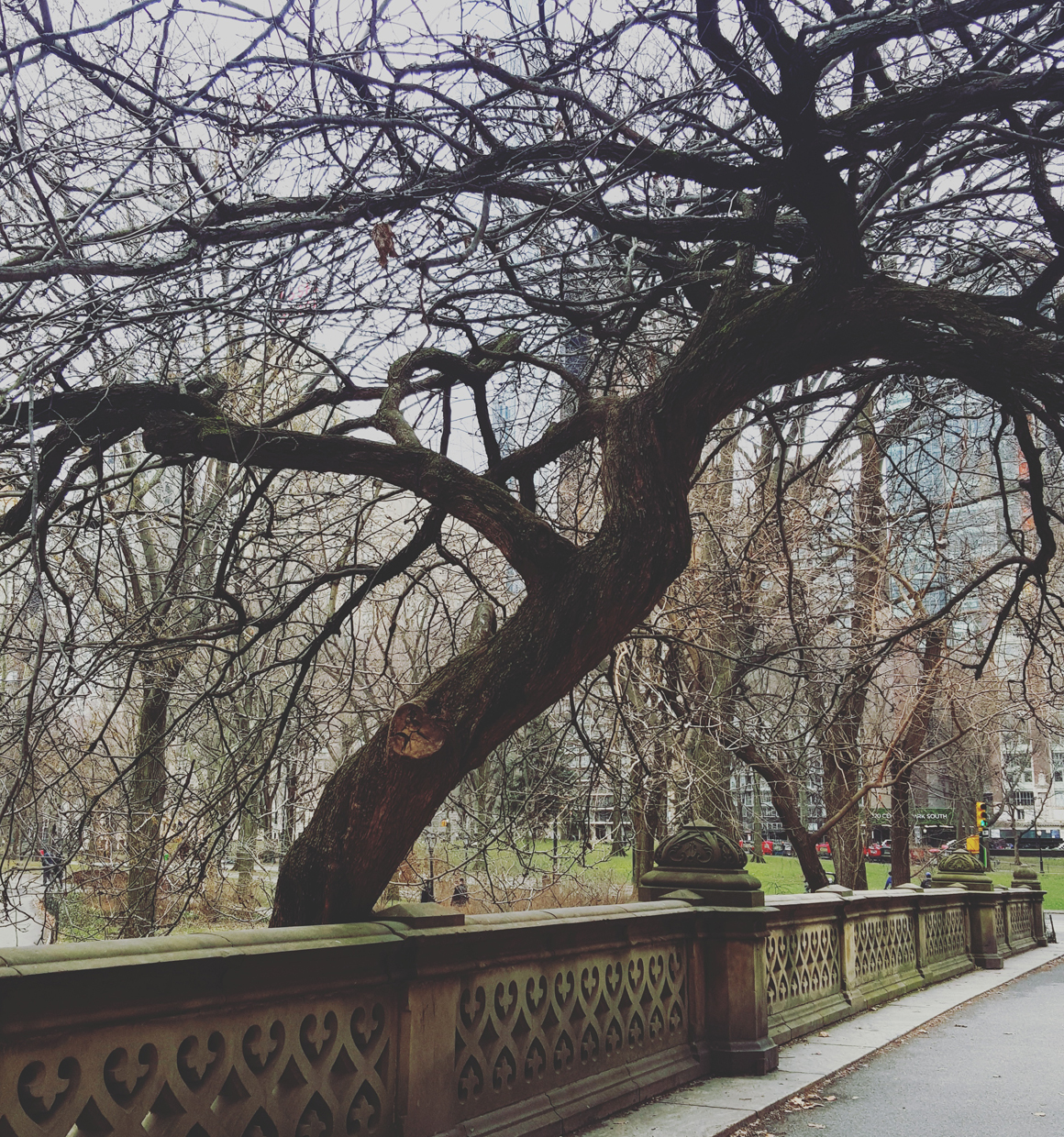 tree-centralpark