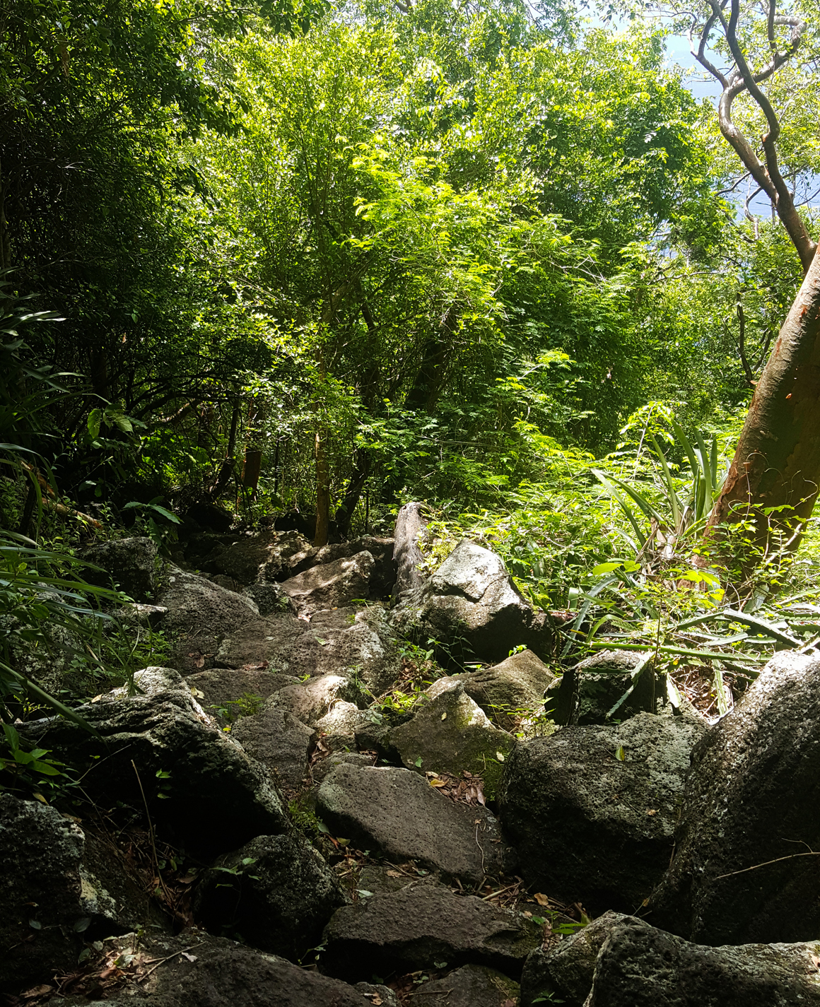 piton-hike-stlucia-2016_05