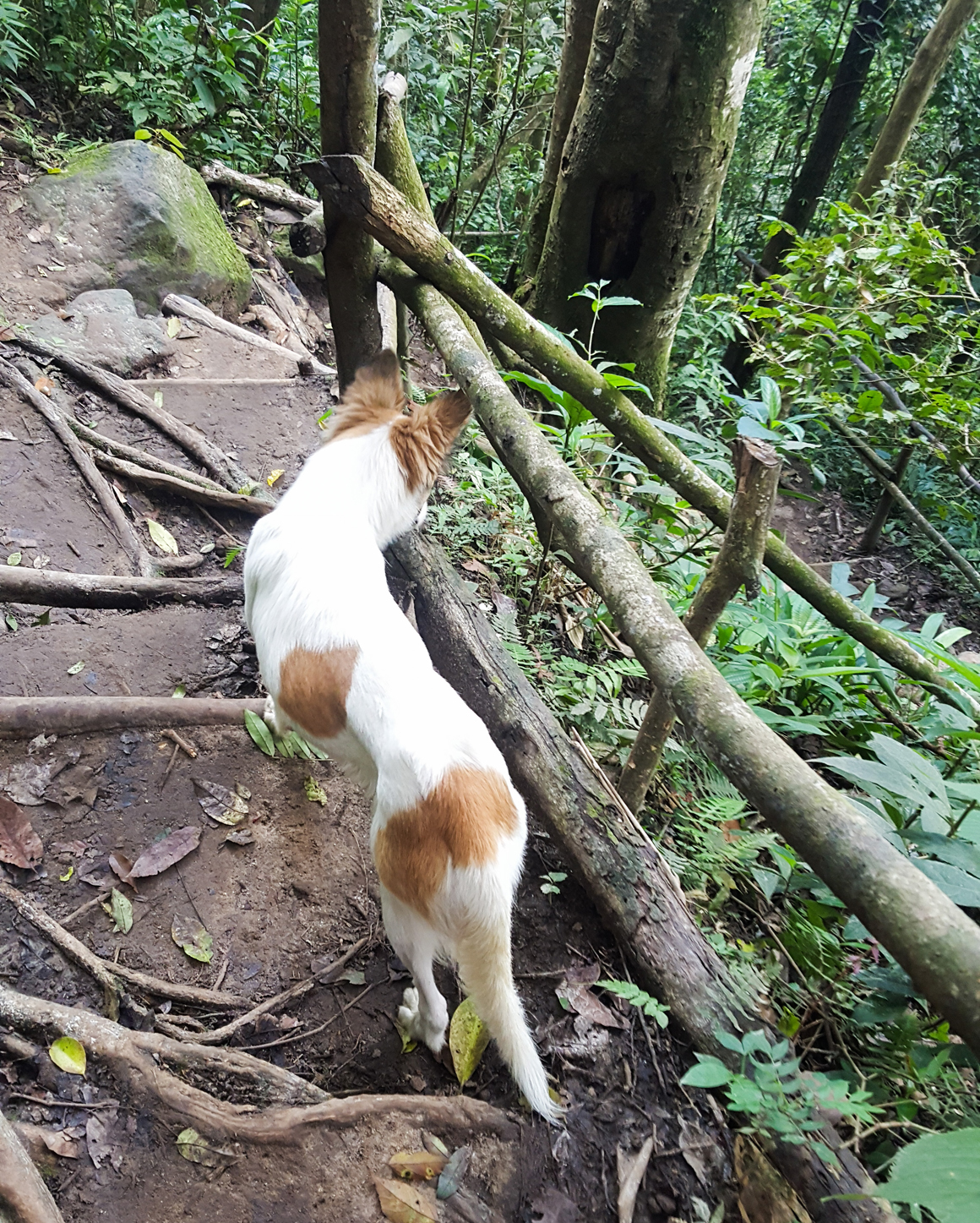 piton-hike-stlucia-2016_07