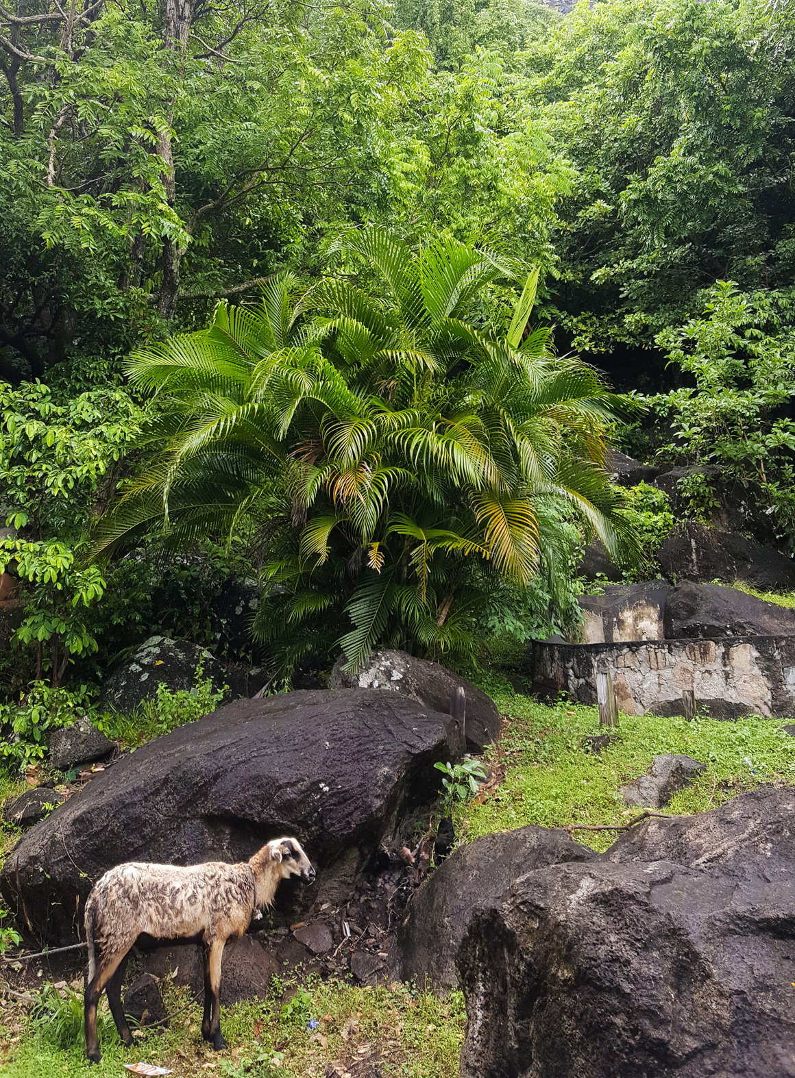 piton-hike-stlucia-2016_11