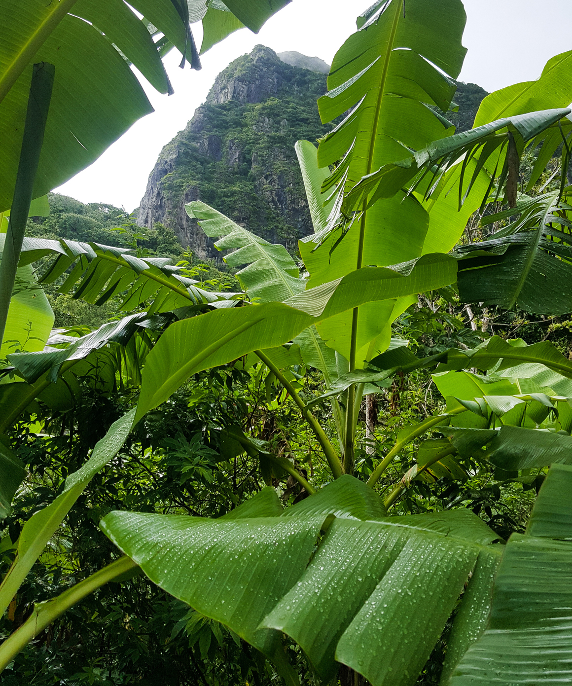 piton-hike-stlucia-2016_12