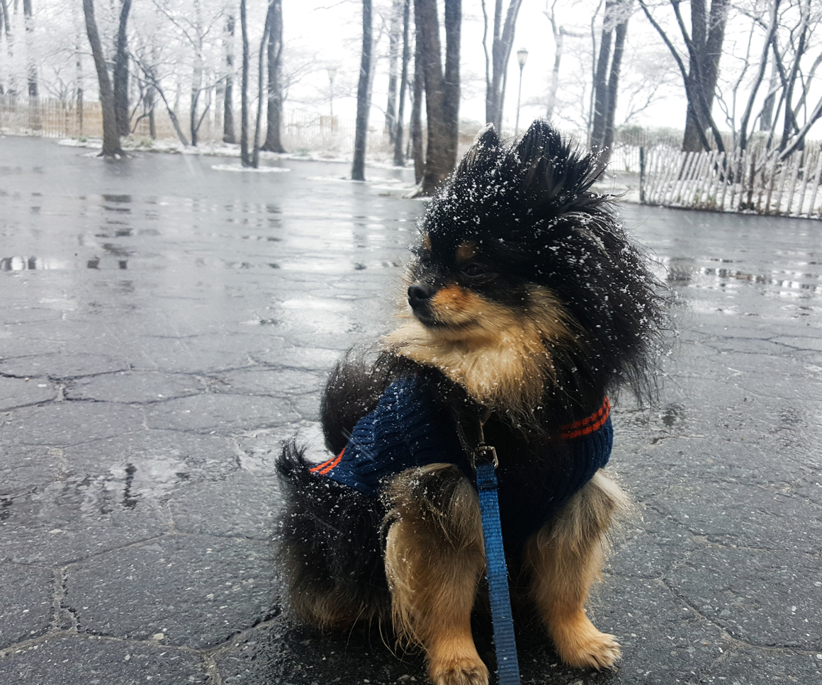Thor-snow-march10-2017