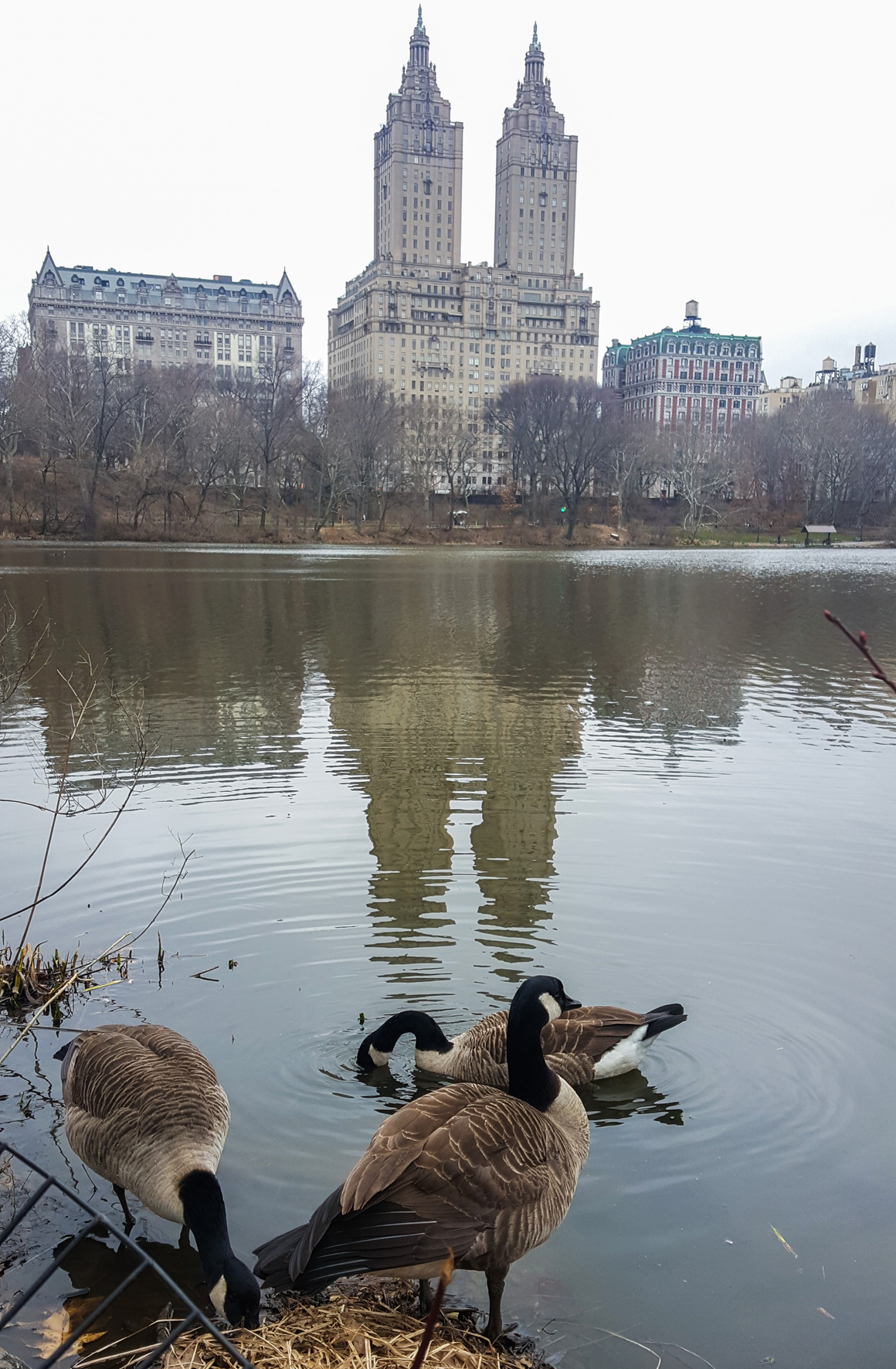 central-park-feb28-2017_03