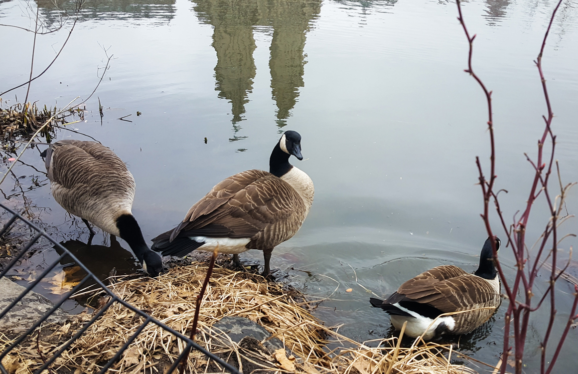 central-park-feb28-2017_04