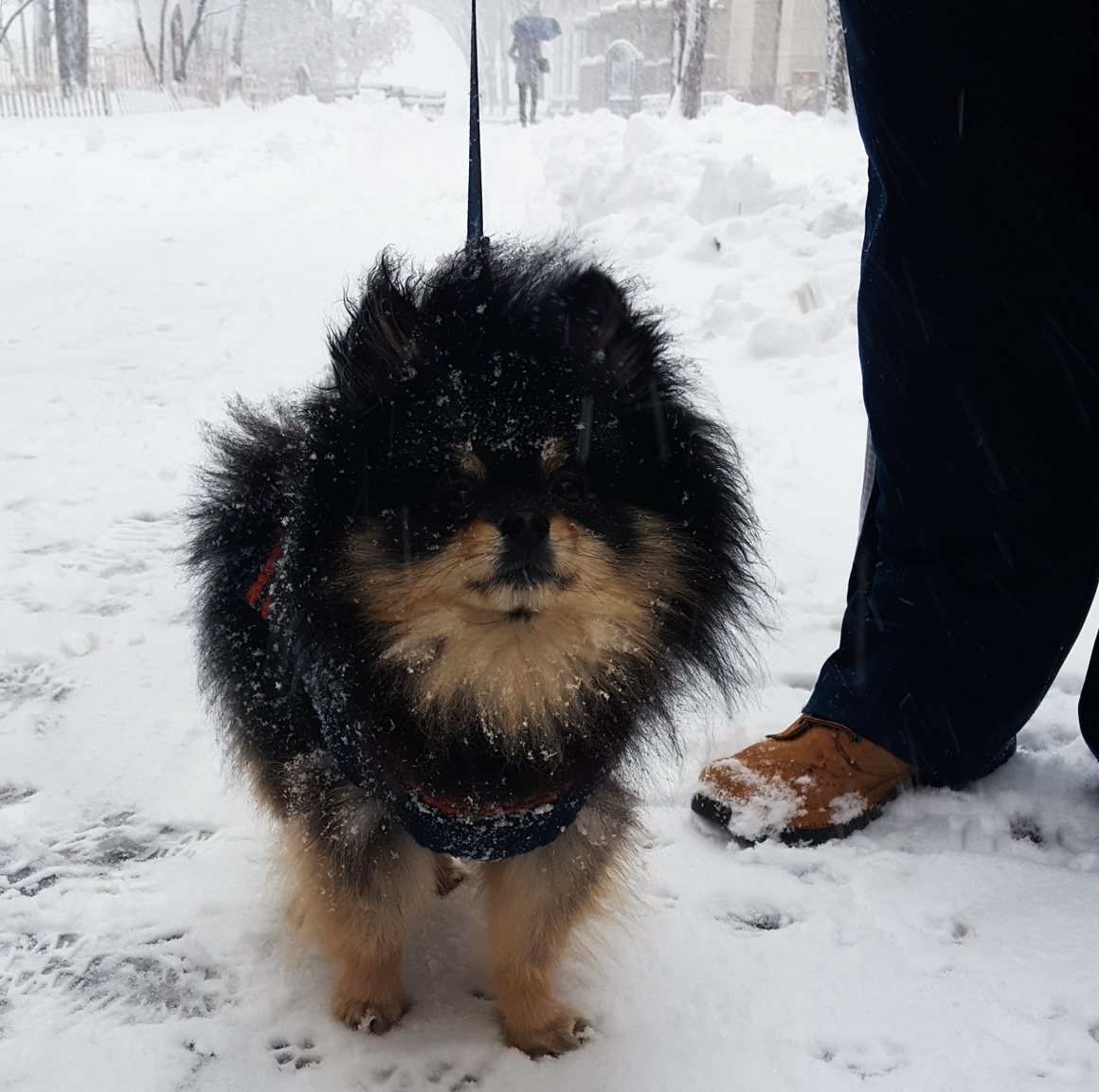 snowstorm-niko-feb2017_03